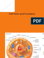Cell Parts and Their Functions