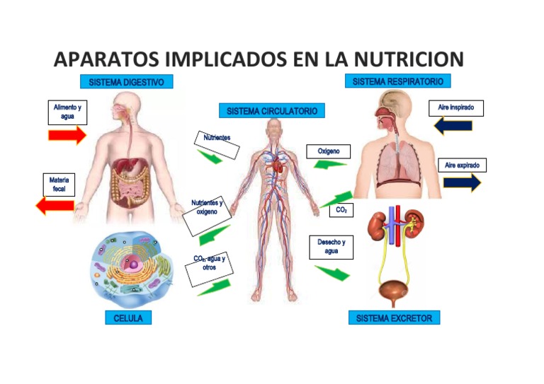 APARATOS IMPLICADOS EN LA NUTRICION.docx PDF