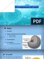 Els Components Del Nucli.