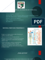 Sistema Nervioso Periférico