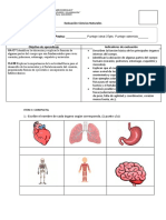 Evaluación Órganos Del Cuerpo Humano y Cuidado de Los Órganos