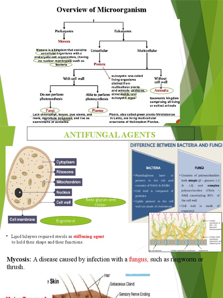Antifungal agents PDF
