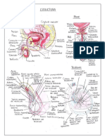 Parte 3-Aparato Reproductor Masculino