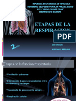 Etapas de La Respiracion