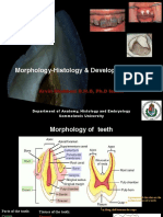 Tooth Morphology Histology Development PDF