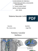 Sistema Vascular Linfático