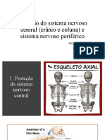Aula 4 - Proteção Do Sistema Nervoso Central (Crânio e Coluna Vertebral) e Sistema Nervoso Periférico