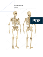 Anatomia Act N°2 Esqueleto