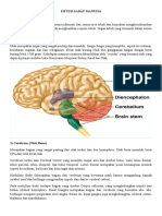 Gambar-Gambar Sistem Saraf Manusia