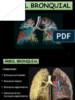 Arbol Bronquial