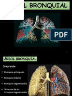 Estructura del árbol bronquial pulmonar