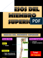 Huesos Del Miembro Superior PDF