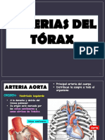 Arterias Del Torax PDF