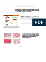 Niveles de Organización Biologica en El Humano