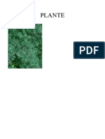 PLANTE.docx