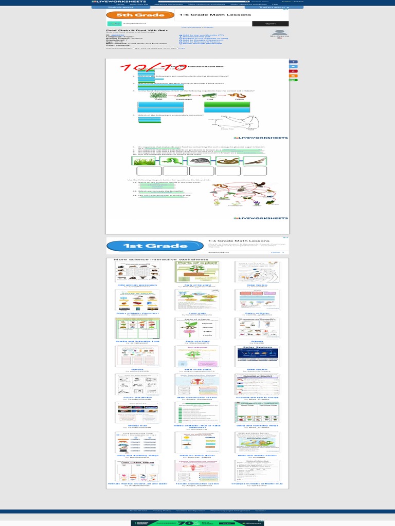 Food Chain & Food Web Quiz Worksheet PDF Biology Diagrams
