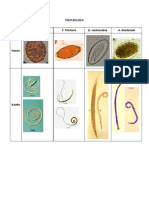 Tablas Identificacion Parasitologia PDF