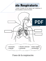 Aparato Respiratorio