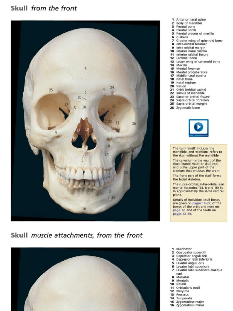 Anatomy Bones | PDF