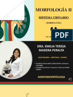Semana 1 Embriología Sistema Urinario PDF