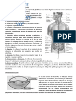 Sistema Digestivo