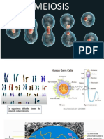 MEIOSIS