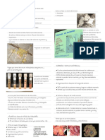 Salud Y Producción Bovina I PDF