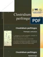 Clostridium Perfringes Microbiologia