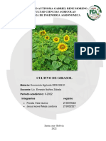 Cultivo Girasol 