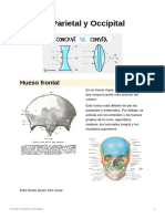 Apuntes de Huesos Frontal, Parietal y Occipital
