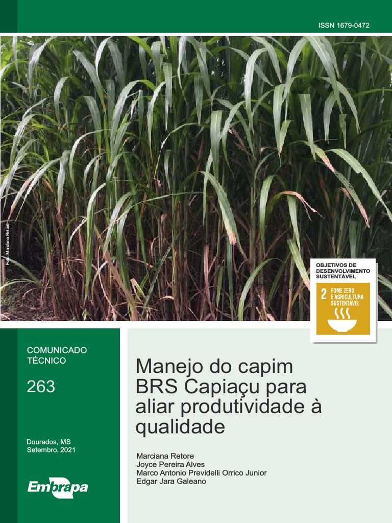 Manejo do capim BRS Capiaçu para aliar produtividade e qualidade | PDF ...