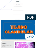 Docsity Tejido Glandular Ppts Semana 02 PDF