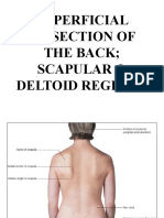 007superficial Back and Scapular & Deltoid Regions