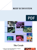 Coral Reef Ecosystem Explained