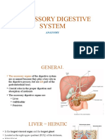 Assecssory Digestive System Anatomy