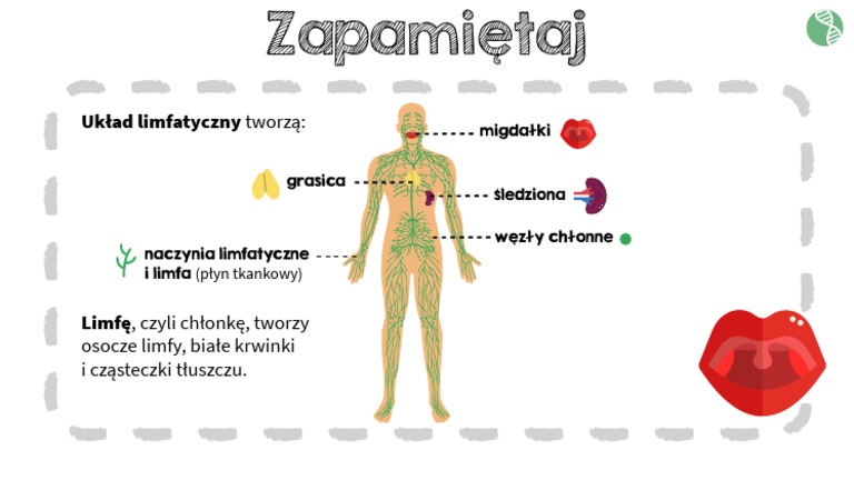 Sprawdzian Z Ukladu Oddechowego Kl2 Gimnazjum Bio00184 Budowa I Funkcje Ukladu Limfatycznego PDF | PDF