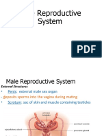 Male Reproductive System Power Point Ackroyd