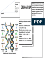 DNA e RNA: estrutura e funções