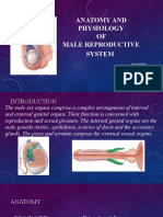 Male Rep System