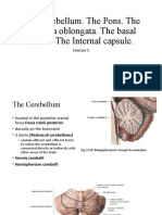 Nervous System Ex5