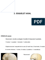 Esquelet Axial PDF