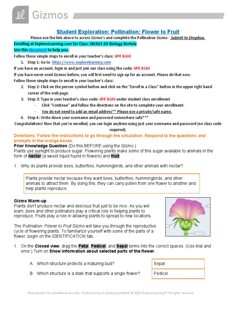 Ava Gizmo_ Pollination Flower to Fruit.docx PDF Flowers Pollination