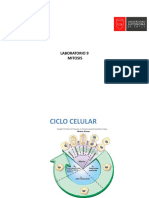 Laboratorio Mitosis