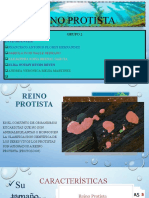 Presentacion Reino Protista