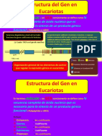 Estructura Gen Eucariotas