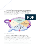 Relatório Ciclo Celular Minha Parte