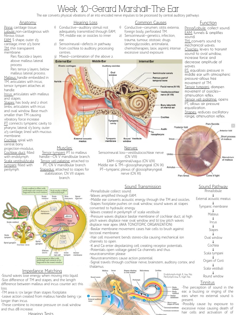 Anatomy And Function Of The Ear Pdf