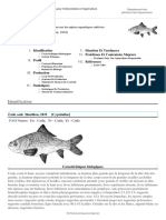 FAO Fisheries & Aquaculture - Programme D'information Sur Les Espèces Aquatiques Cultivées - Catla Catla (Hamilton, 1822)