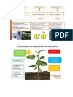 funcion de nutricion de las plantas