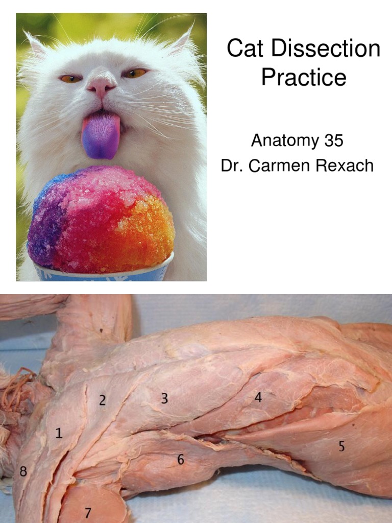 Cat Dissection Guide PDF